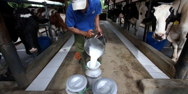 Presiden Prabowo Harus Support Produksi Susu Lokal - Edisi Indonesia